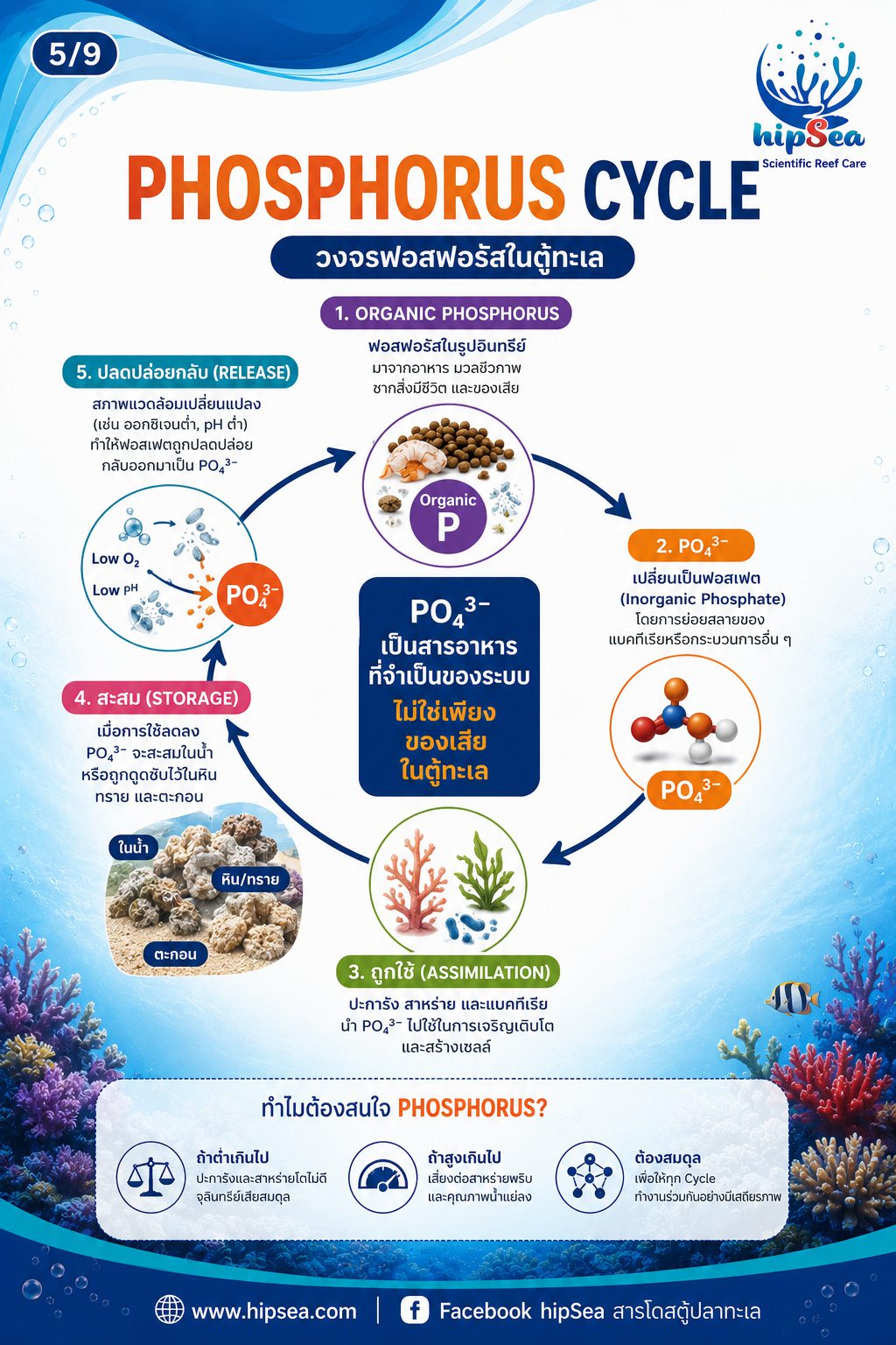 ตู้ทะเลไม่ได้มีแค่ Nitrogen Cycle - วัฏจักร, carbon, phos, คาร์บอน, ไนโตรเจน, ฟอส