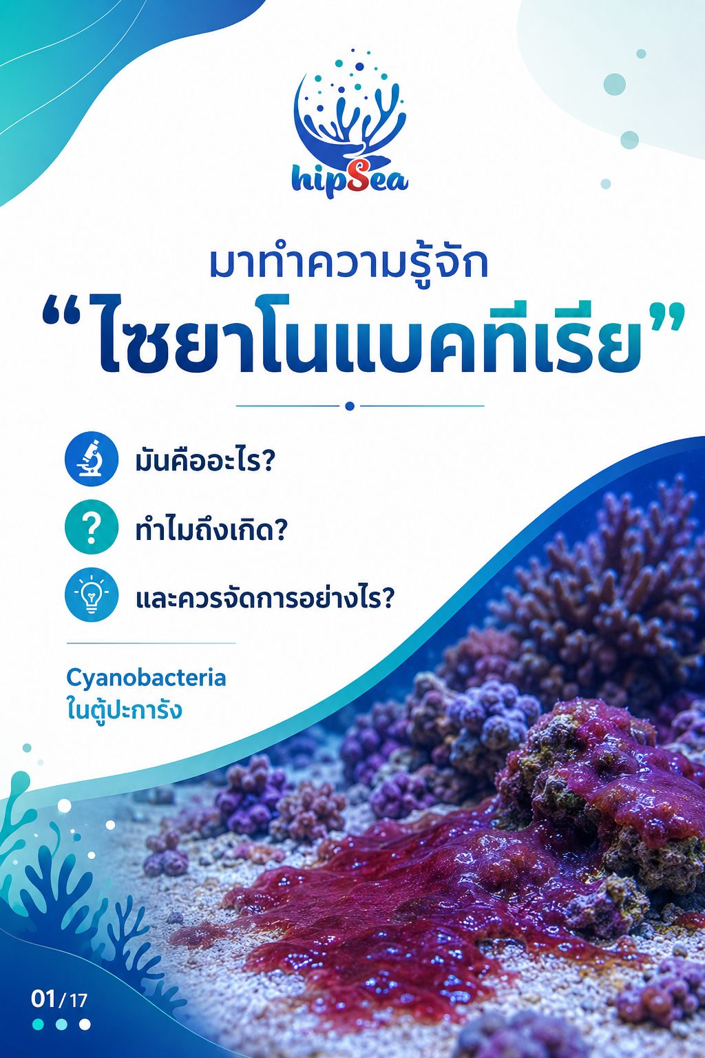 Cyanobacteria