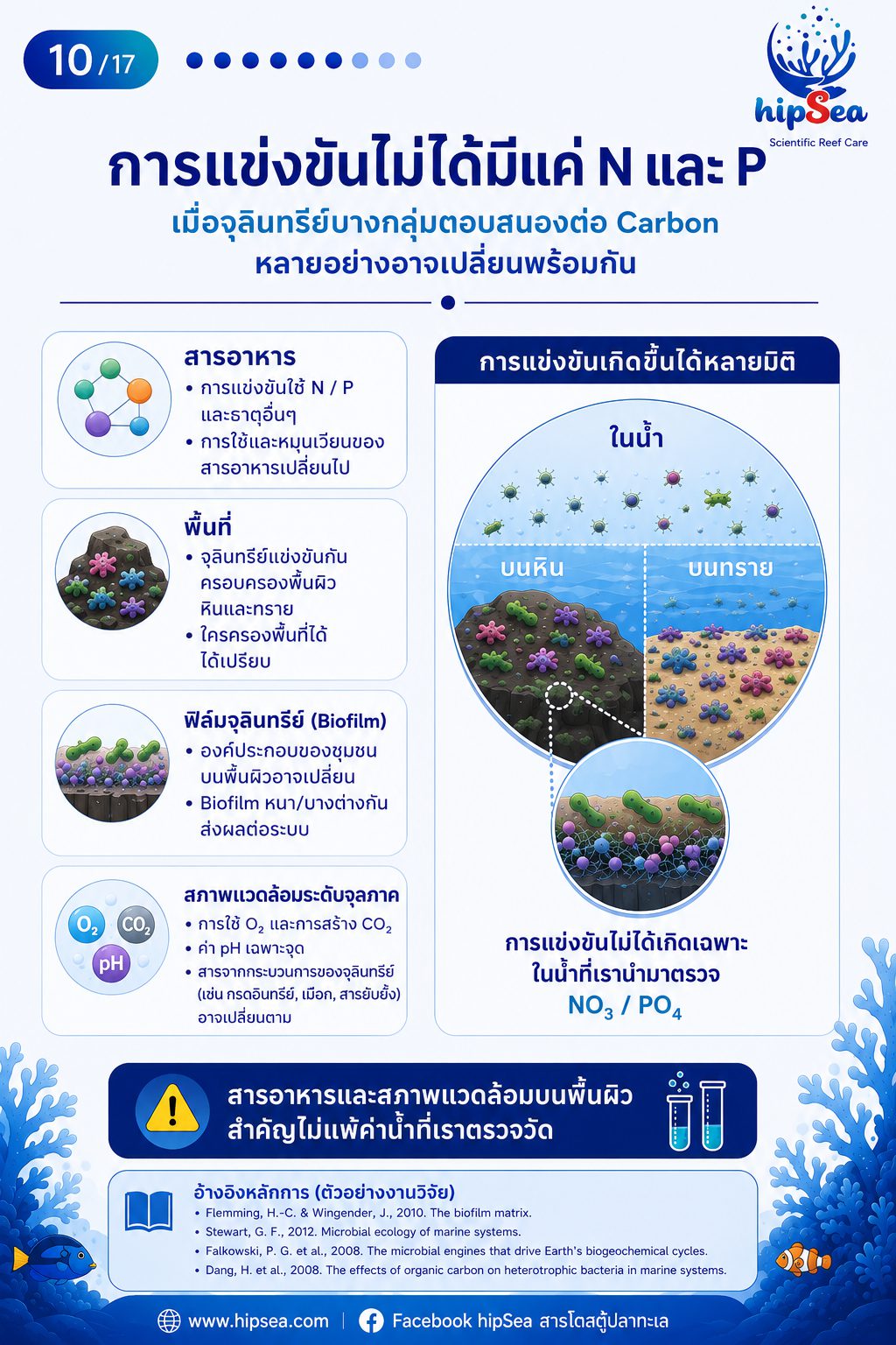 Cyanobacteria - ไซยา, น้ำตาล, VSV, Carbon