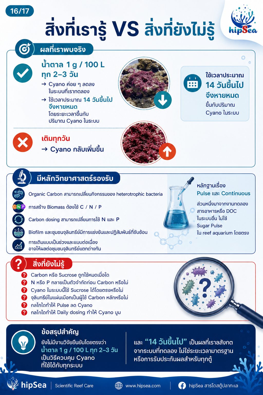 Cyanobacteria - ไซยา, น้ำตาล, VSV, Carbon
