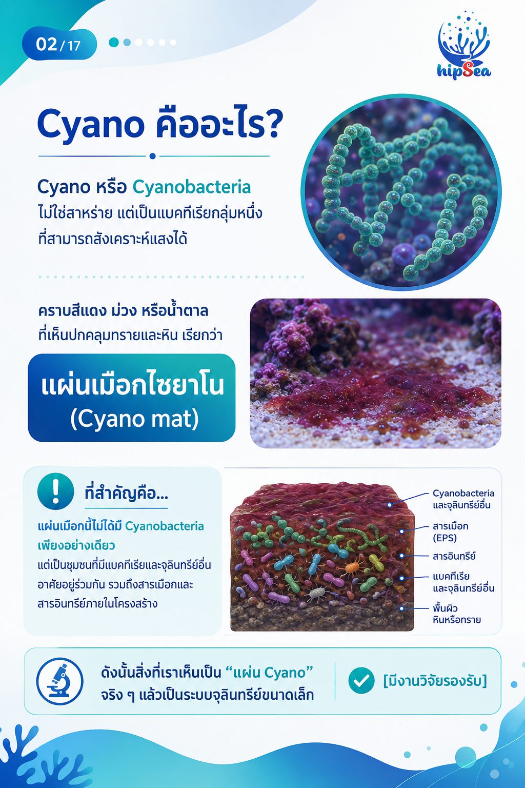 Cyanobacteria - ไซยา, น้ำตาล, VSV, Carbon