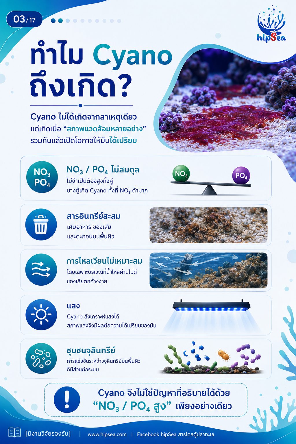 Cyanobacteria - ไซยา, น้ำตาล, VSV, Carbon