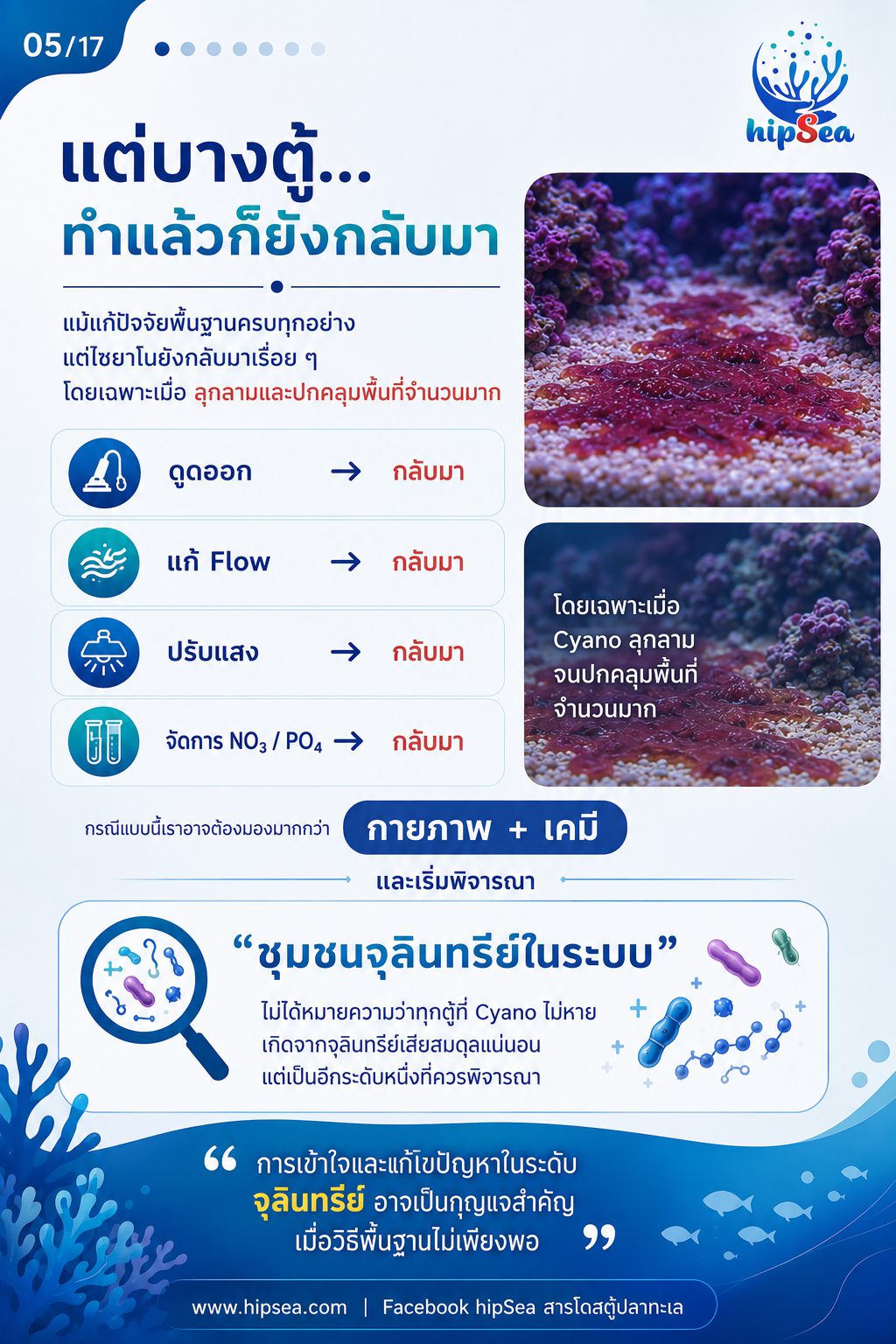 Cyanobacteria - ไซยา, น้ำตาล, VSV, Carbon