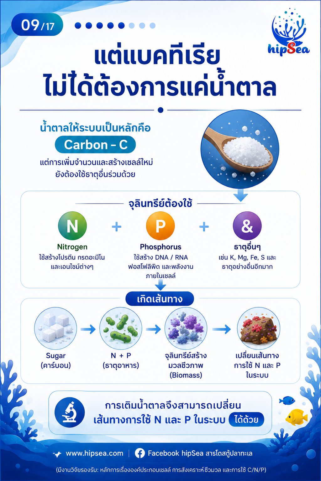 Cyanobacteria - ไซยา, น้ำตาล, VSV, Carbon