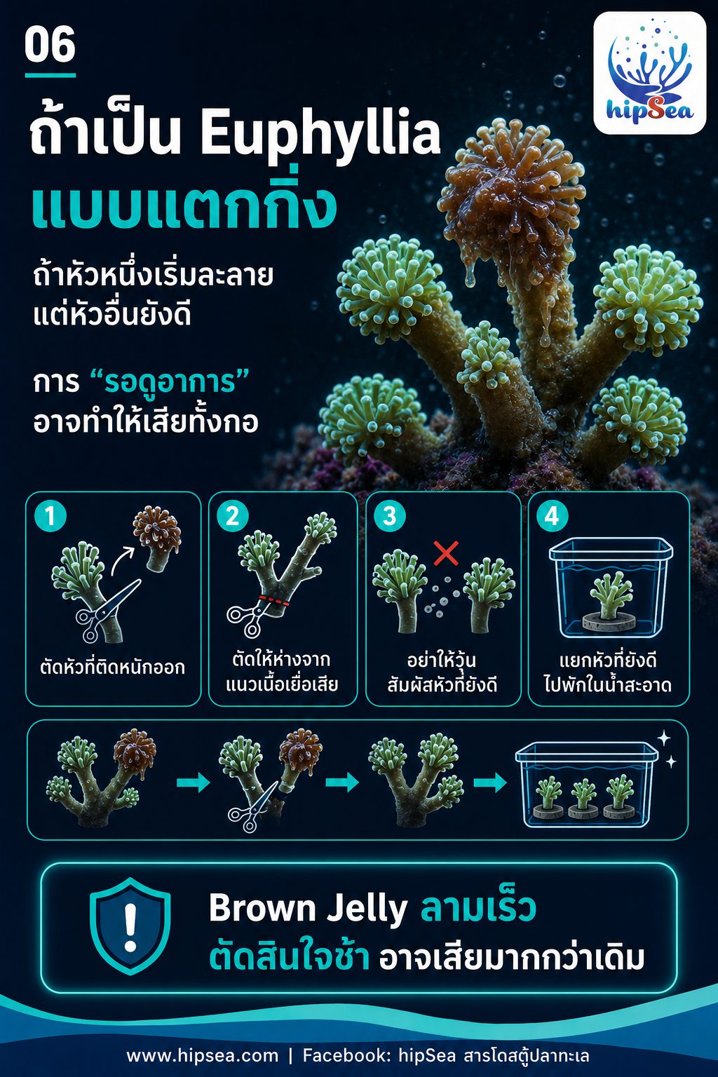 Brown Jelly - เมือก, สีน้ำตาล, โรค