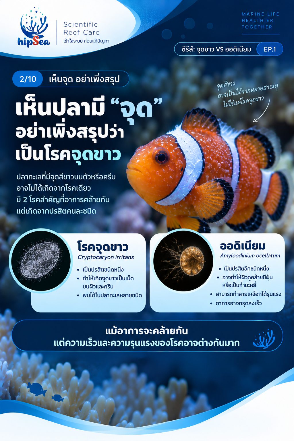 จุดขาว vs ออดิเนียม EP1 - โรค, ป่วย, กัก, รักษา