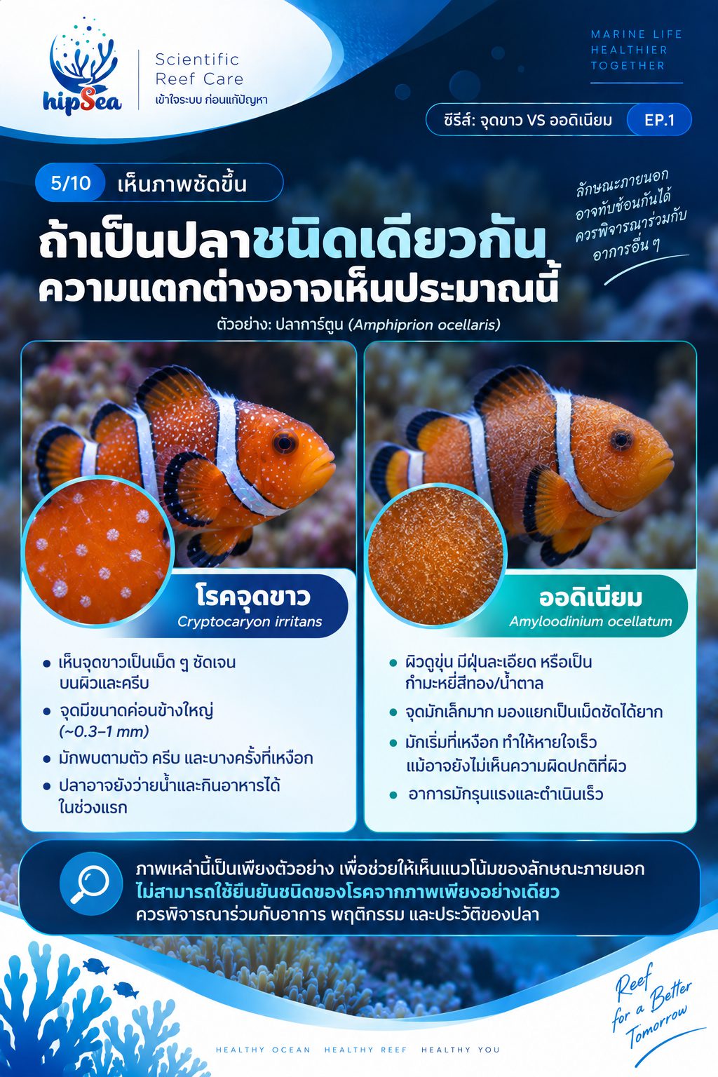 จุดขาว vs ออดิเนียม EP1 - โรค, ป่วย, กัก, รักษา