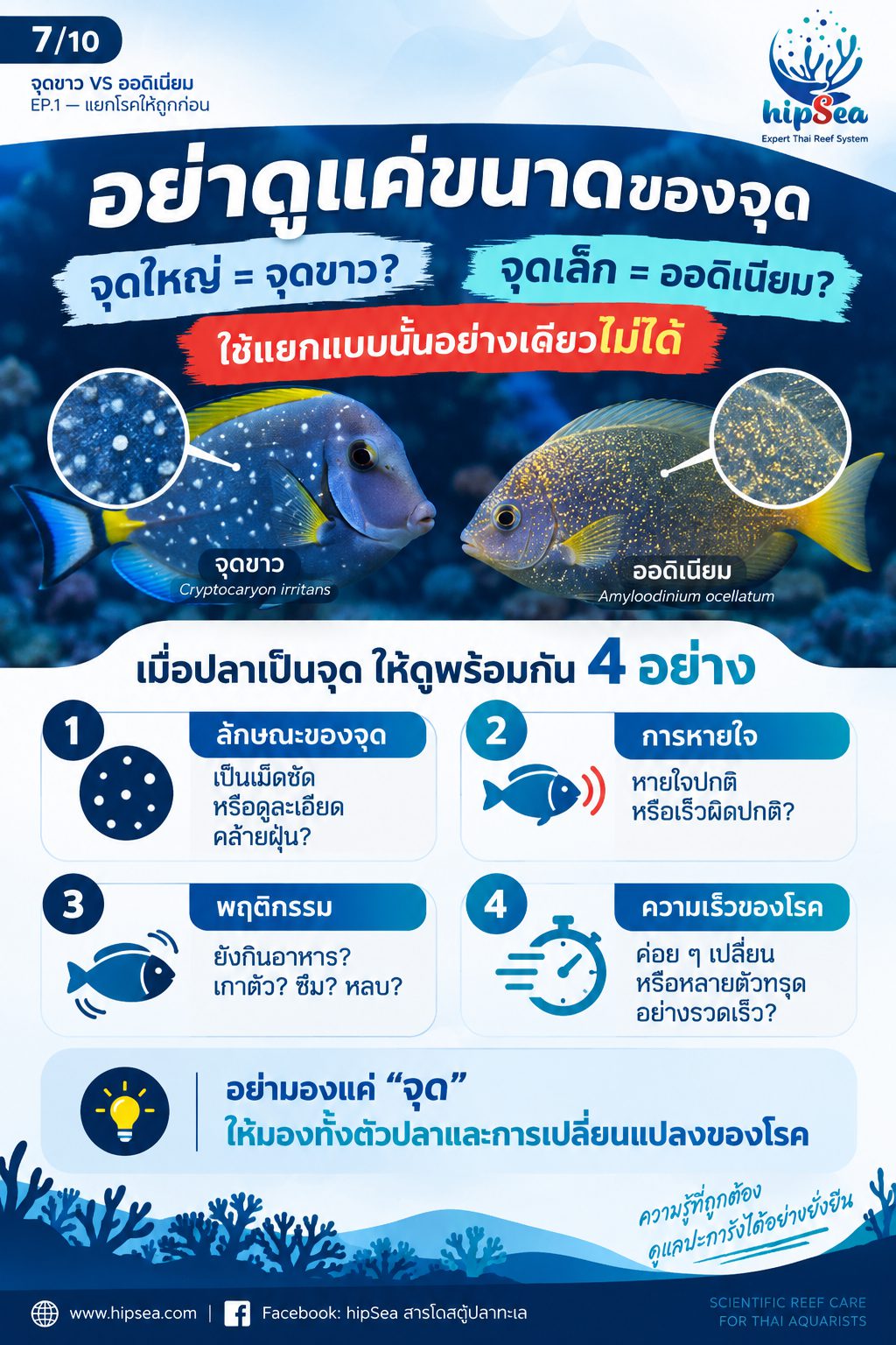 จุดขาว vs ออดิเนียม EP1 - โรค, ป่วย, กัก, รักษา