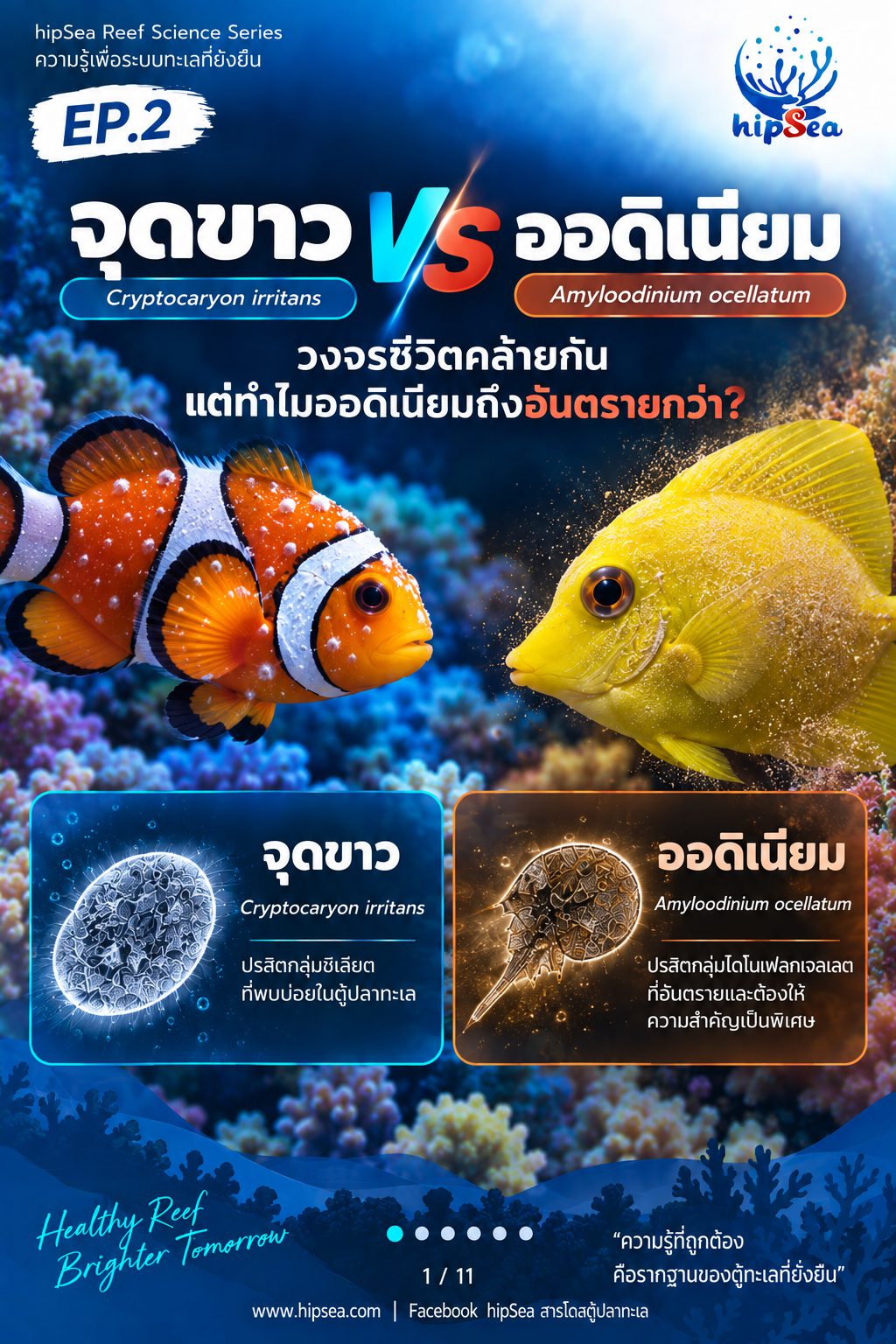 จุดขาว vs ออดิเนียม EP2