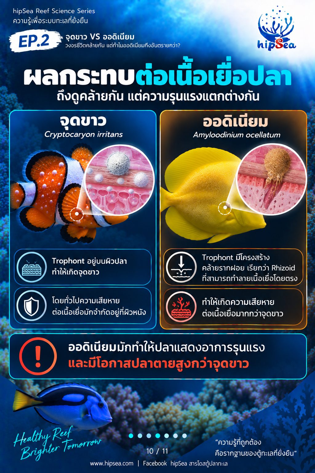 จุดขาว vs ออดิเนียม EP2 - โรค, ป่วย, กัก, รักษา