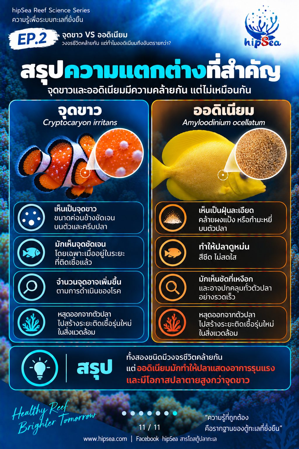 จุดขาว vs ออดิเนียม EP2 - โรค, ป่วย, กัก, รักษา
