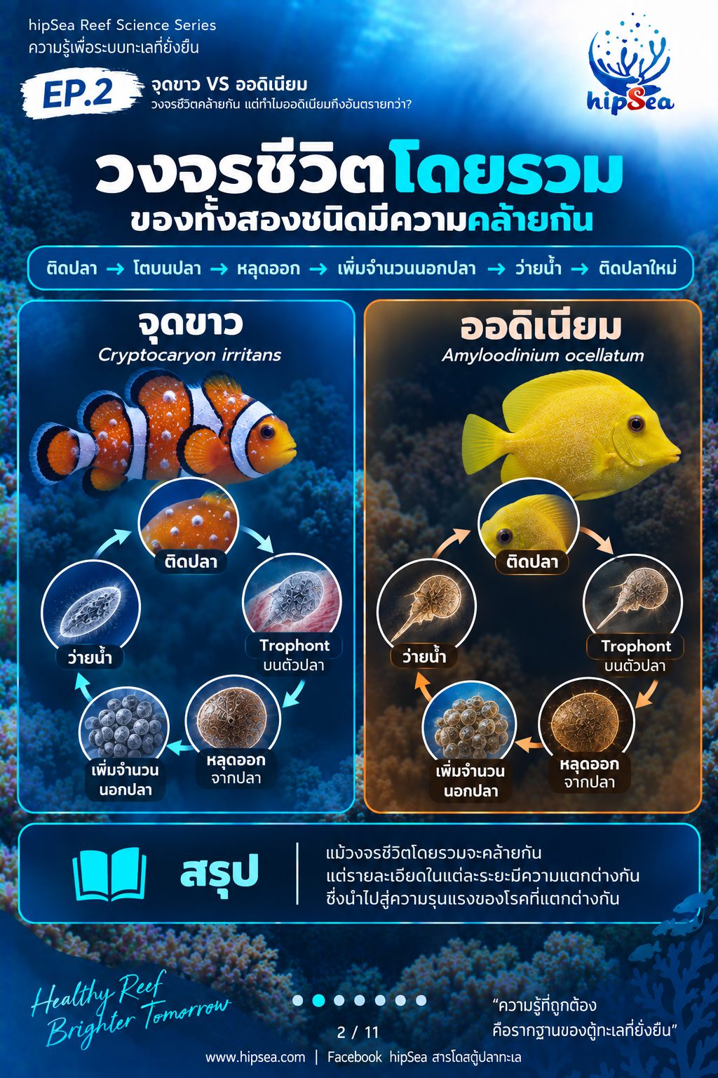 จุดขาว vs ออดิเนียม EP2 - โรค, ป่วย, กัก, รักษา