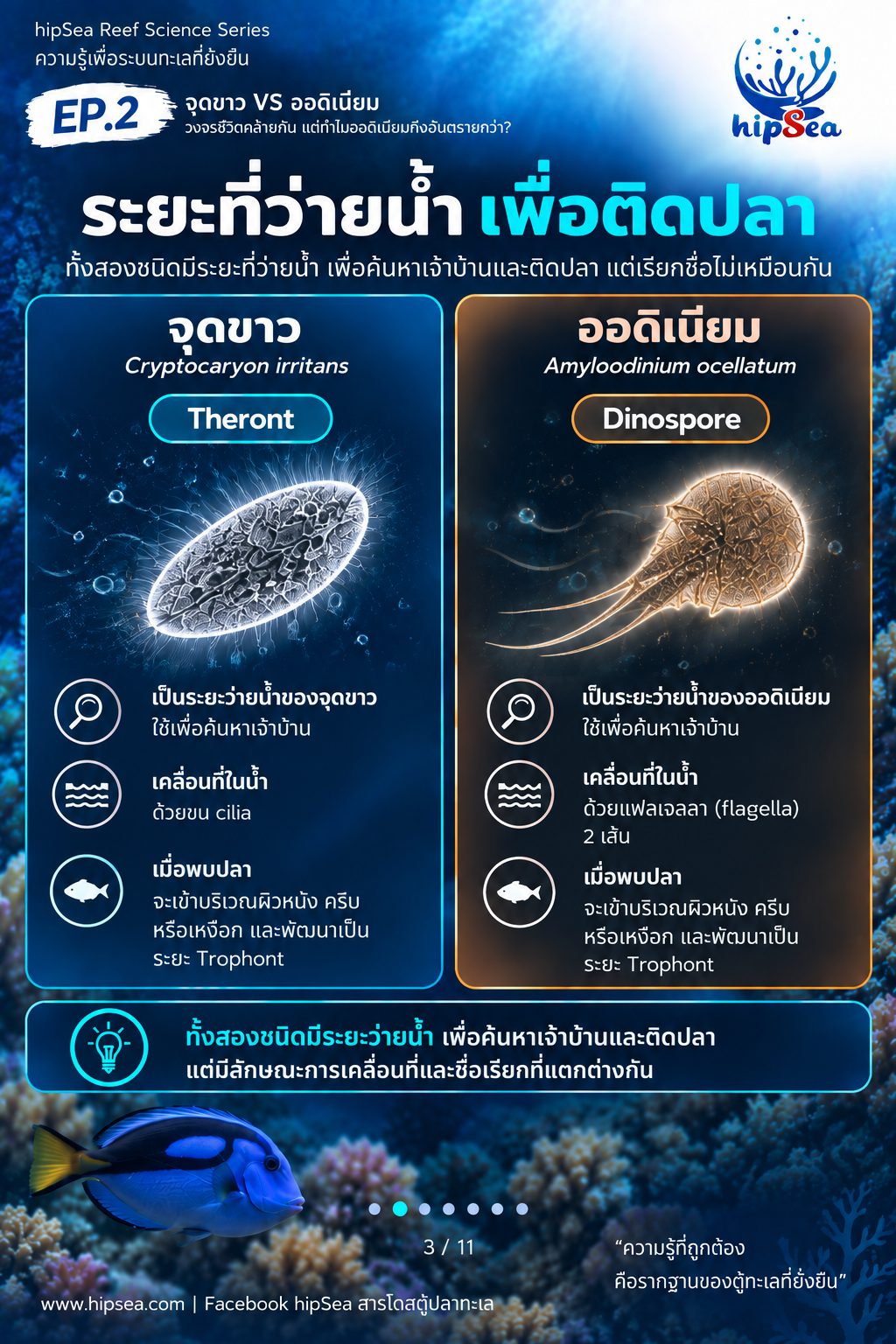 จุดขาว vs ออดิเนียม EP2 - โรค, ป่วย, กัก, รักษา