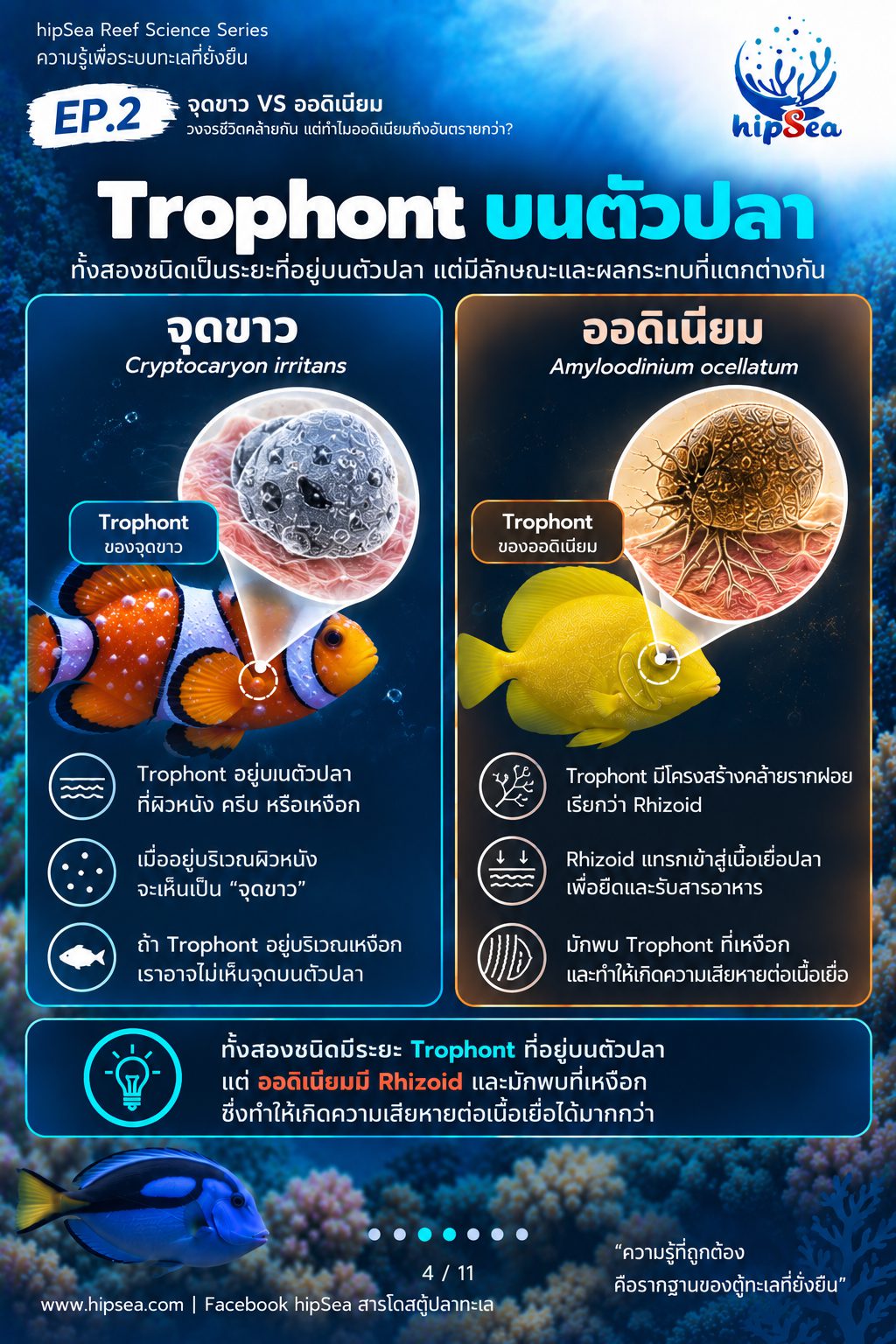 จุดขาว vs ออดิเนียม EP2 - โรค, ป่วย, กัก, รักษา