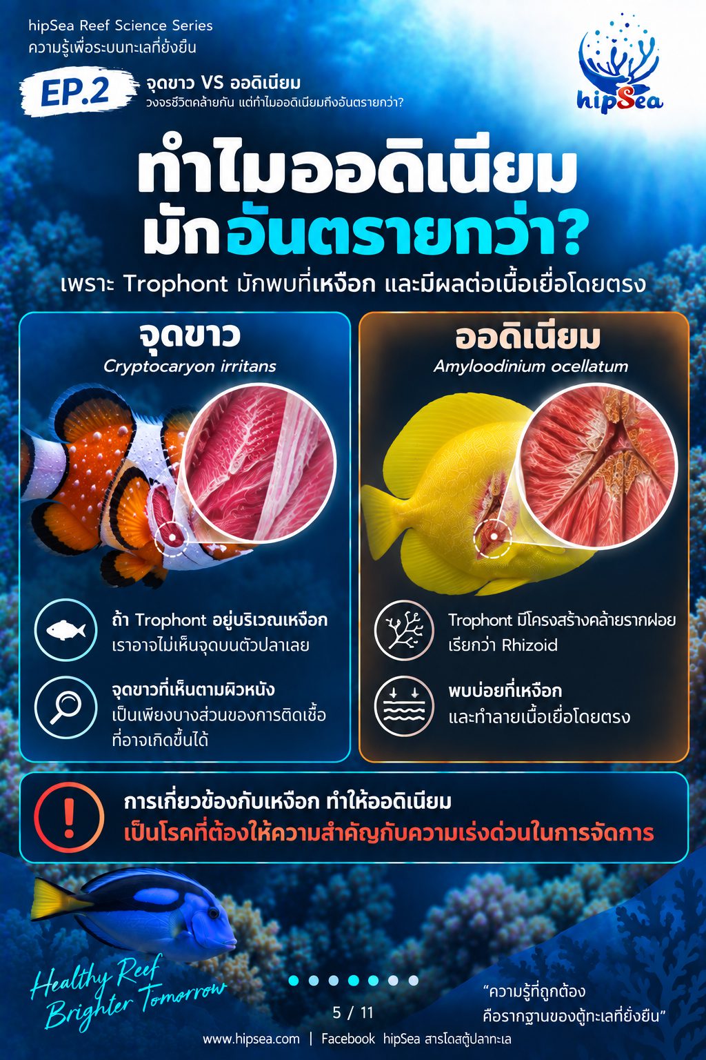จุดขาว vs ออดิเนียม EP2 - โรค, ป่วย, กัก, รักษา