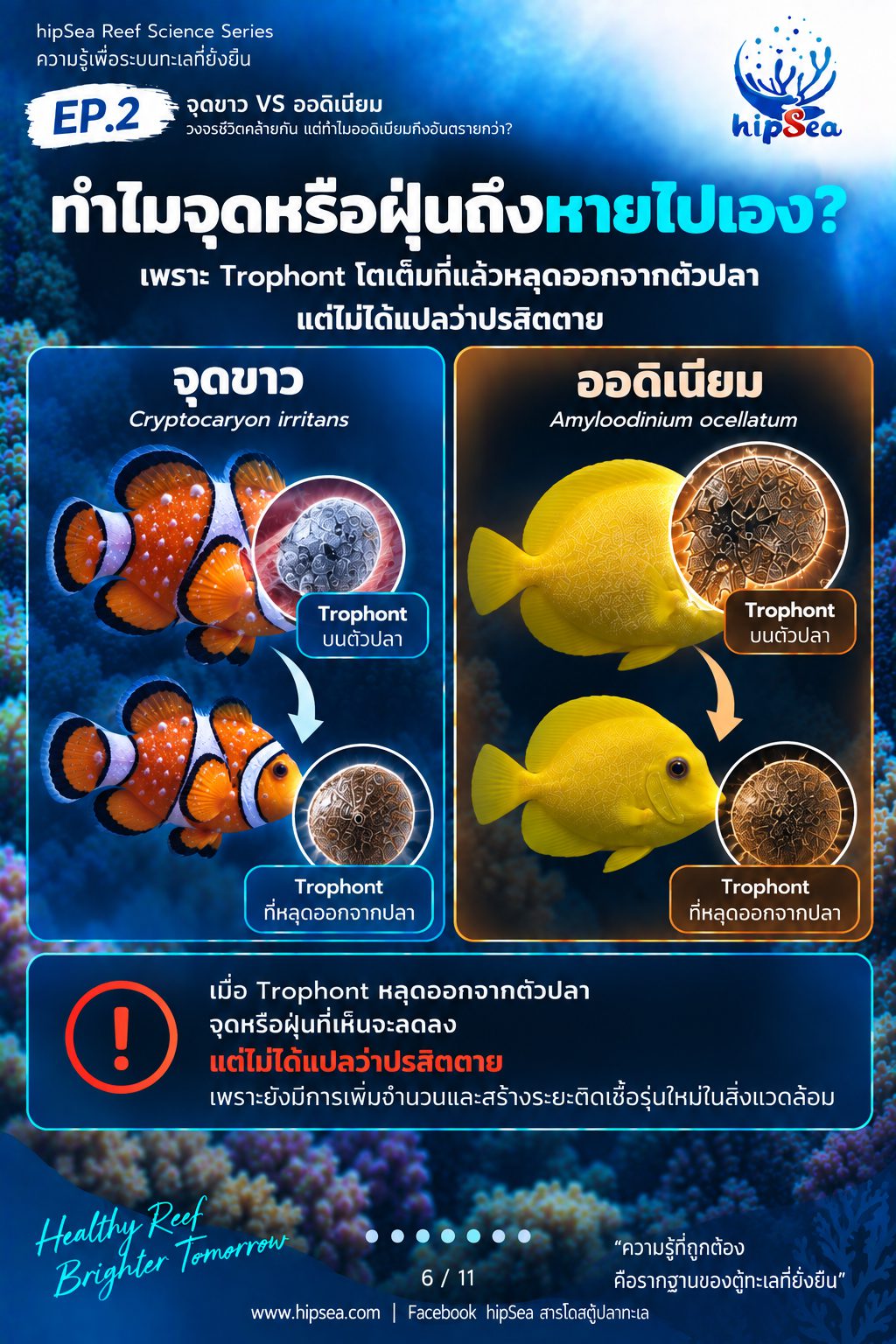 จุดขาว vs ออดิเนียม EP2 - โรค, ป่วย, กัก, รักษา