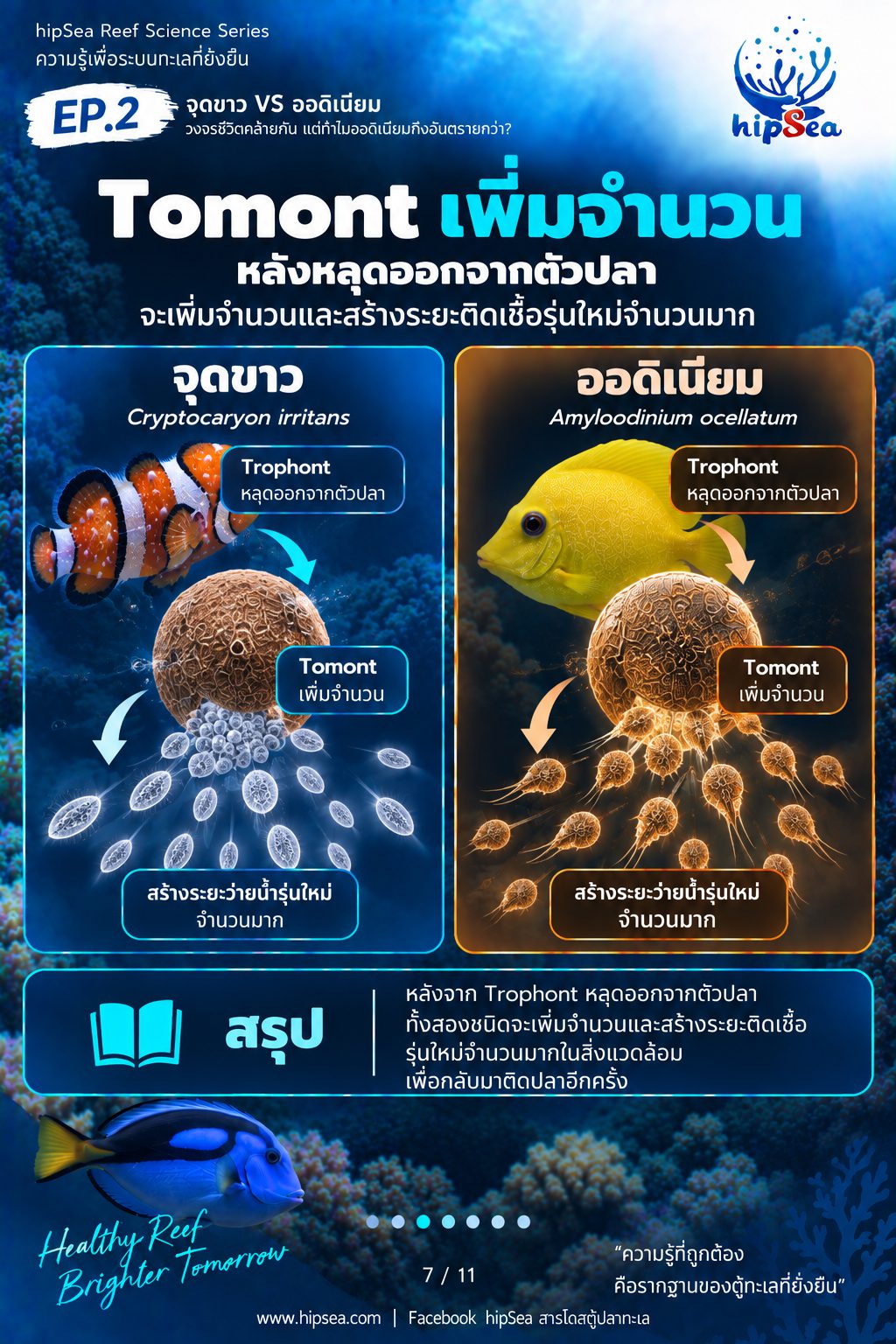 จุดขาว vs ออดิเนียม EP2 - โรค, ป่วย, กัก, รักษา