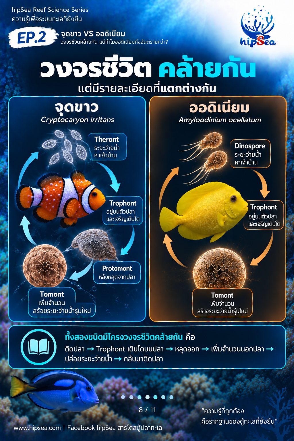 จุดขาว vs ออดิเนียม EP2 - โรค, ป่วย, กัก, รักษา