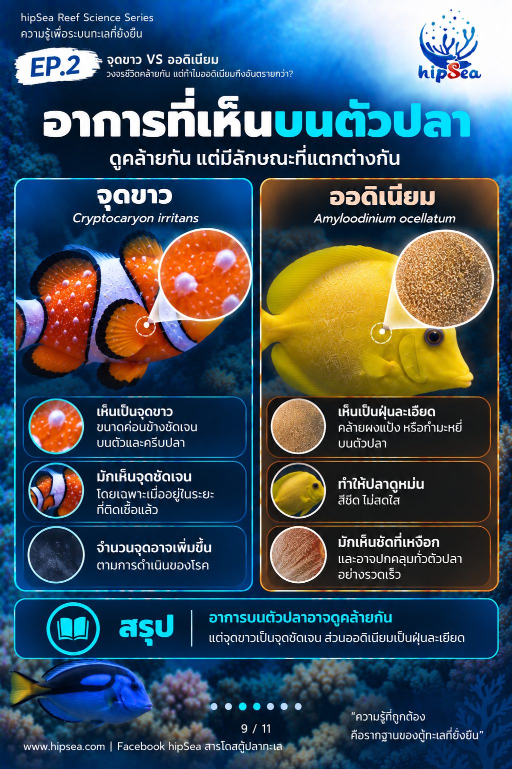 จุดขาว vs ออดิเนียม EP2 - โรค, ป่วย, กัก, รักษา