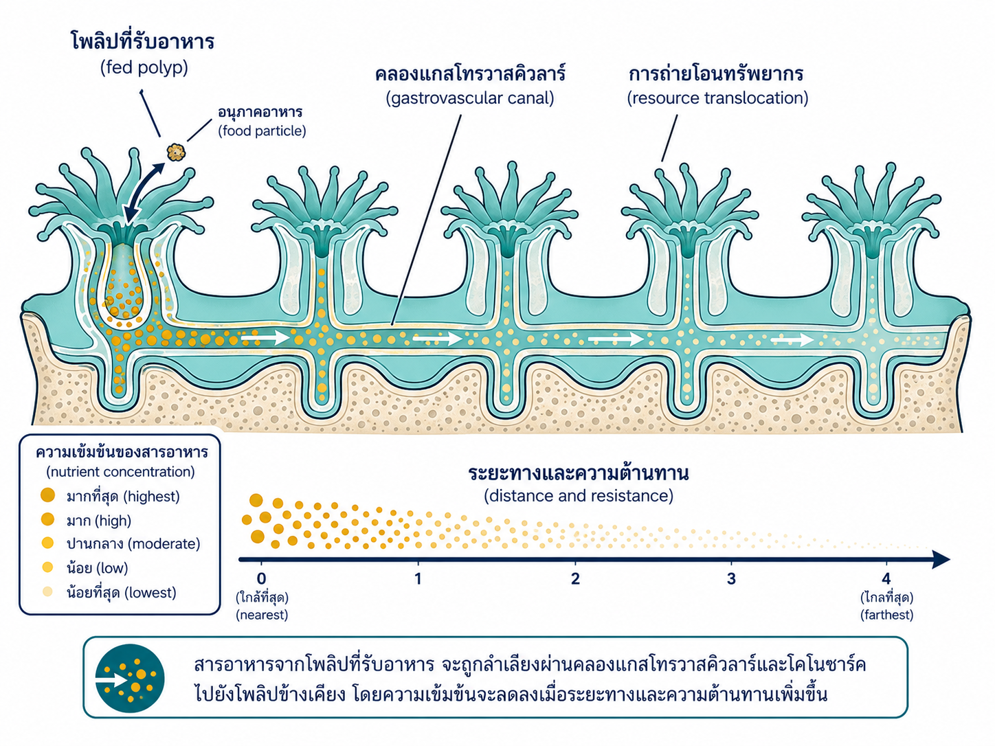 ชั้นเนื้อเยื่อพื้นฐานของโพลิป แสดง mucus epidermis mesoglea gastrodermis และ Symbiodiniaceae ในชนิดพึ่งแสง